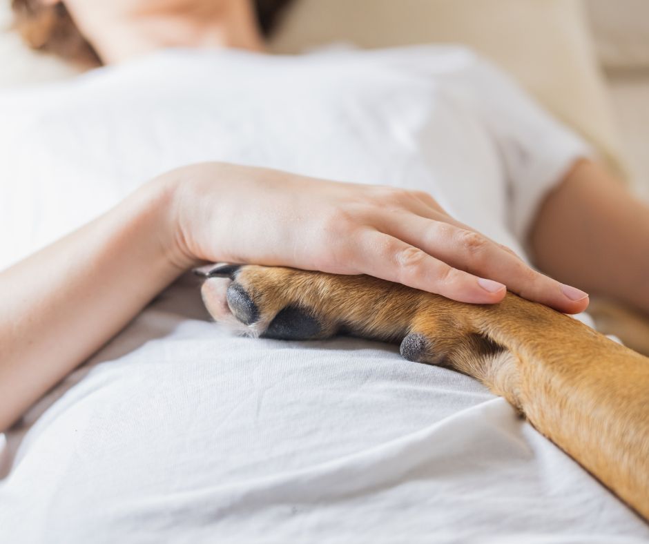 A German Shepherd giving a reassuring paw.