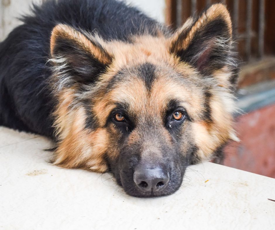 A thoughtful German Shepherd.