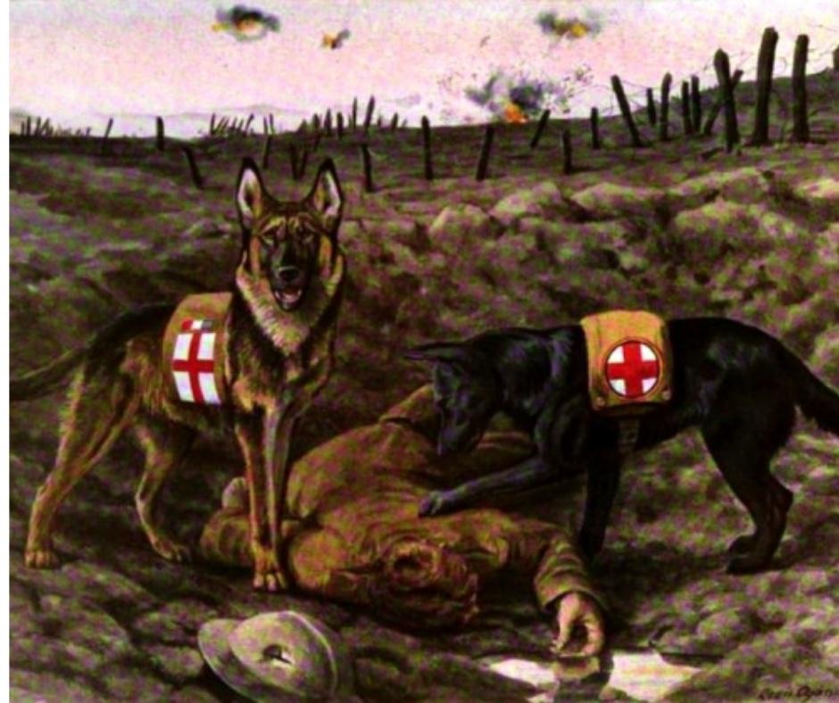 German-Shepherd-ww i-dogs