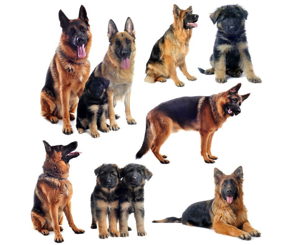 How-To-Choose-The-Right-German-Shepherd-For-Your-Family