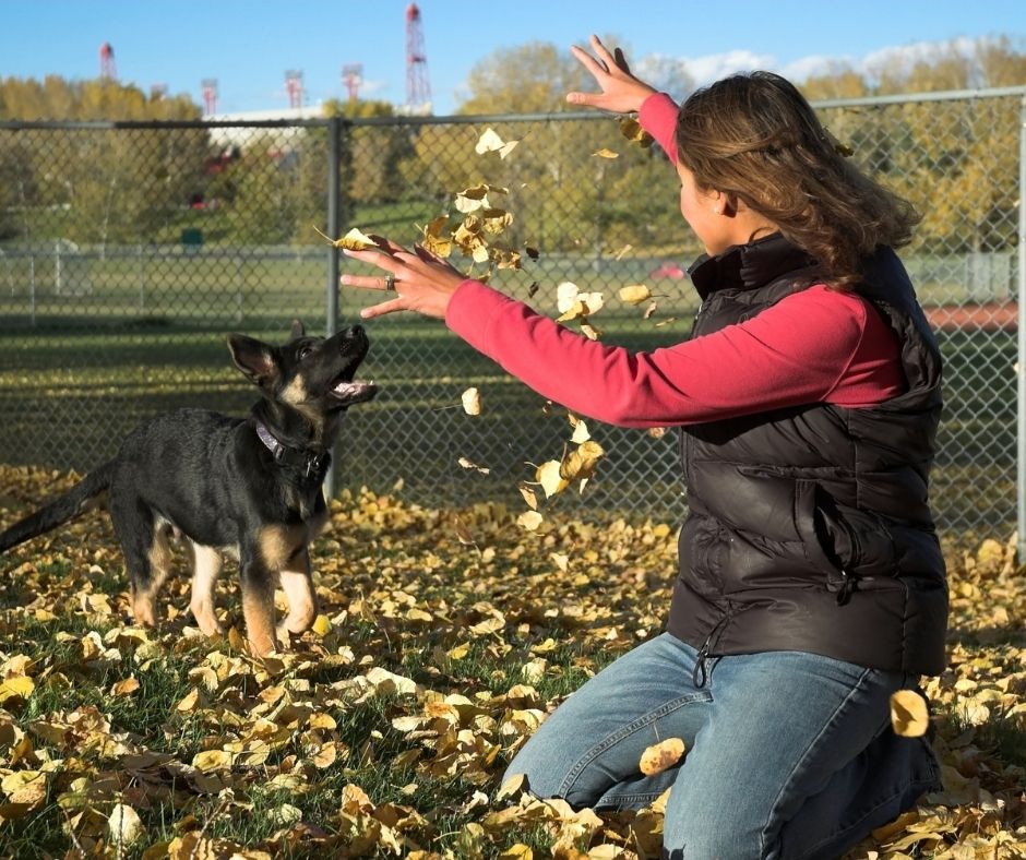 How-To-Raise-A-German-Shepherd-Puppy-Socialization