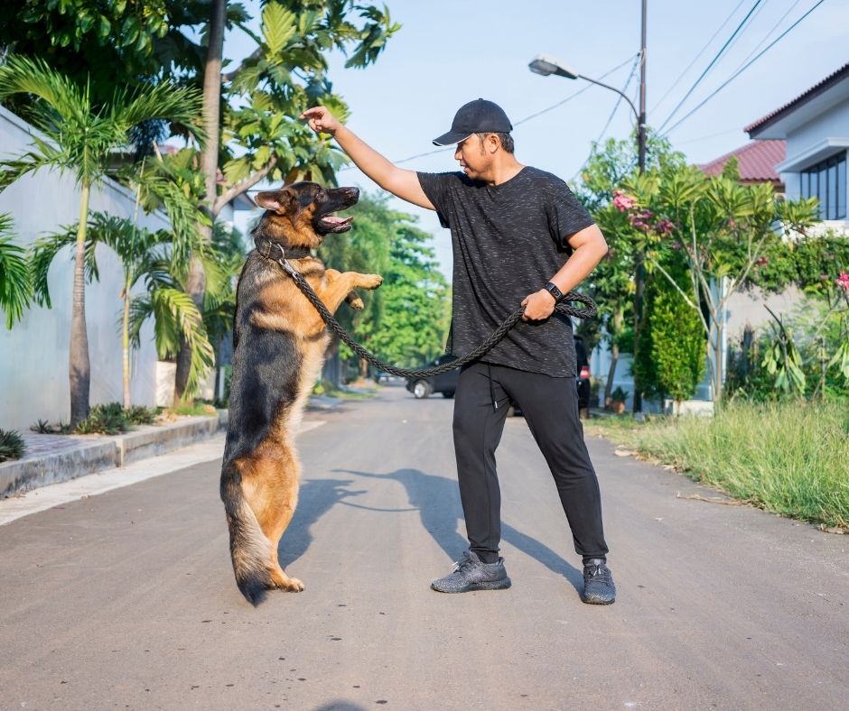 How-To-Train-A-German-Shepherd-Puppy-German-Shepherd-Dog-on-hind-legs