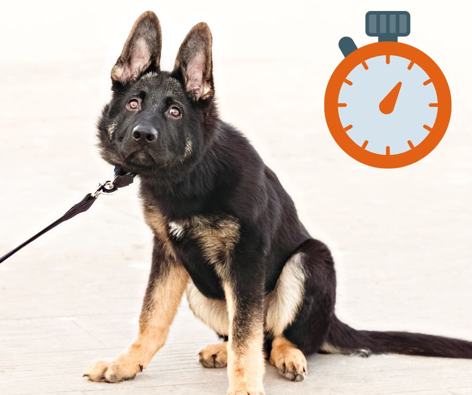 How-long-does-it-take-to-leash-train-a-German-Shepherd