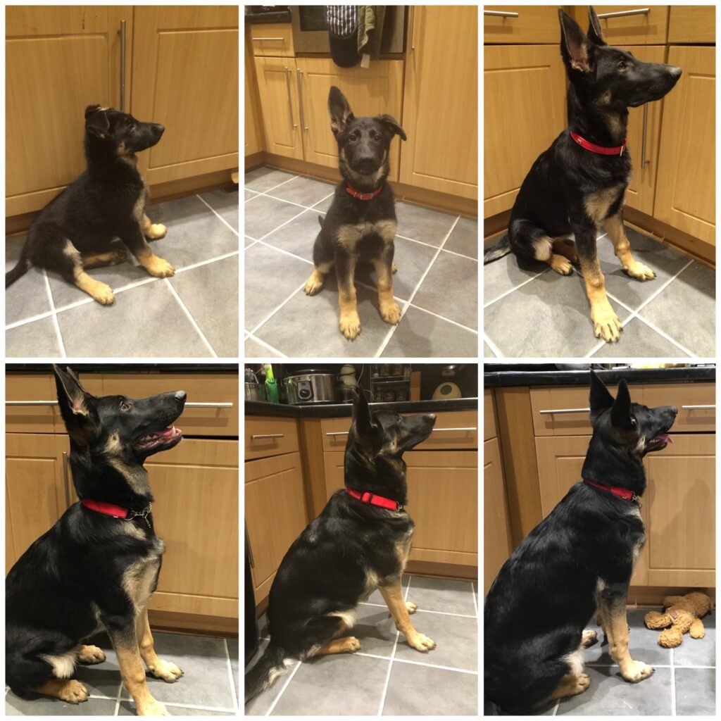 How-to-feed-a-German-Shepherd-Puppy-GSD-Pets-Bella's different stages of growth