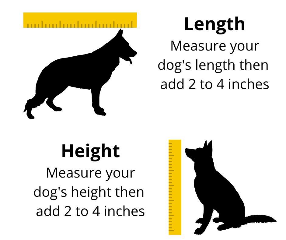 How-to-measure-a-German-Shepherd-for-a-crate