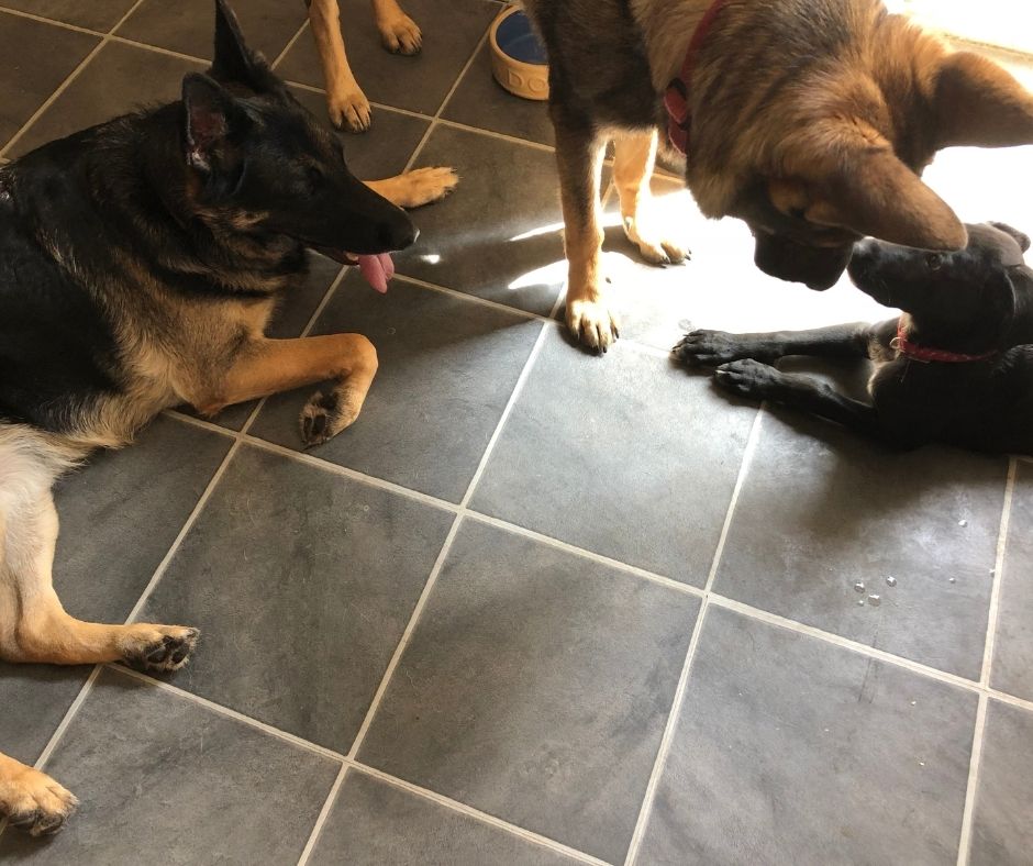 Introduce-a-German-Shepherd-Puppy-to-other-dogs