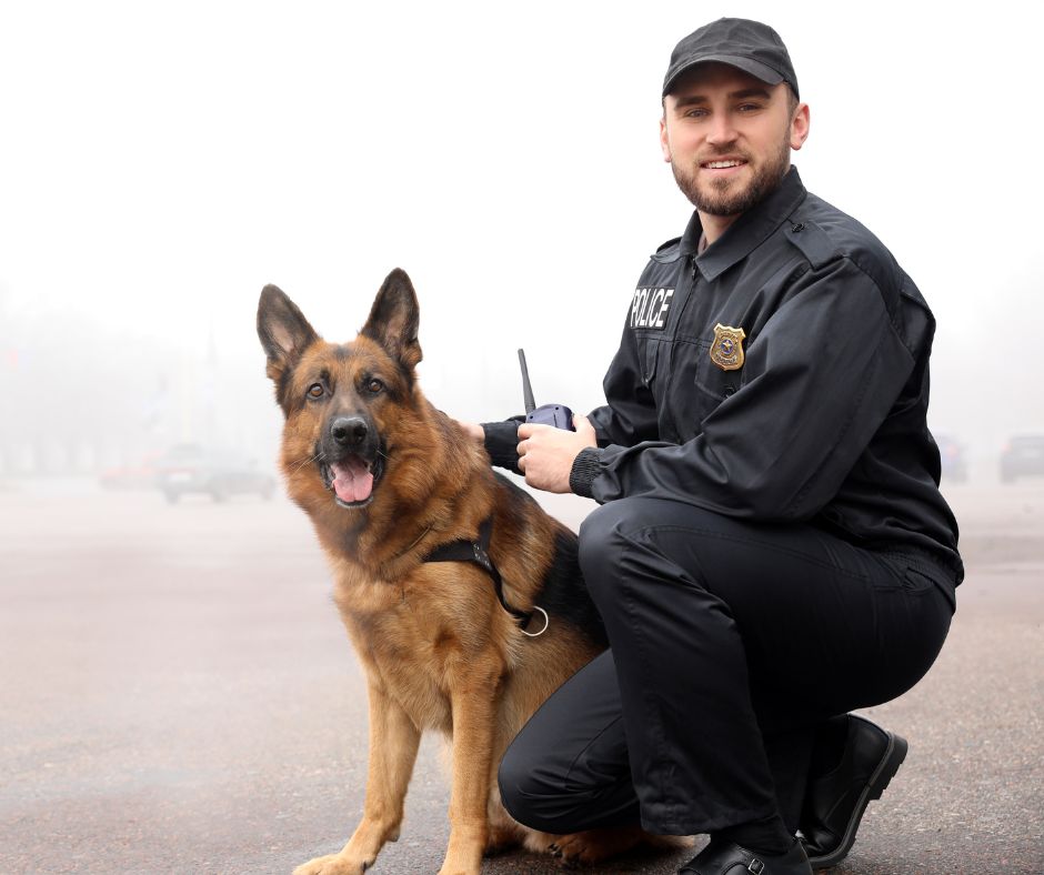 A German Shepherd Police Officer