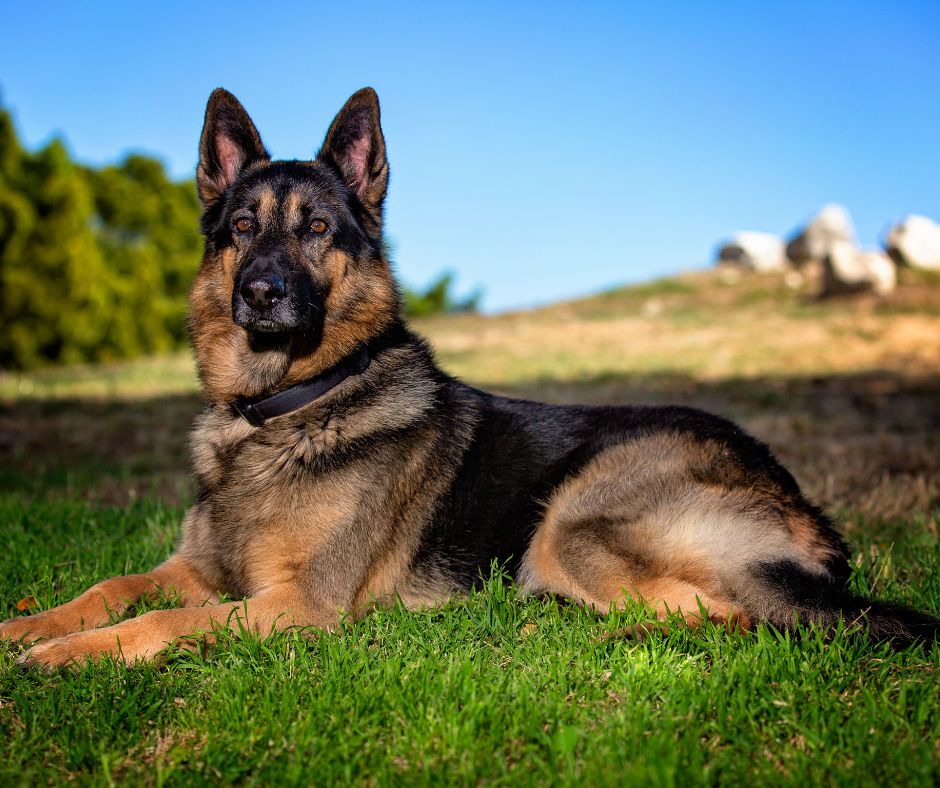 A Magestic German Shepherd