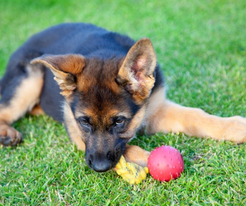 A German Shepherd puppy being taught out