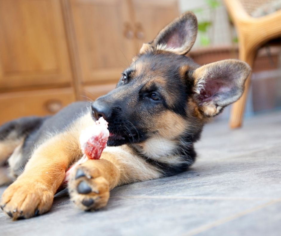 Puppy-chewing-a-toy