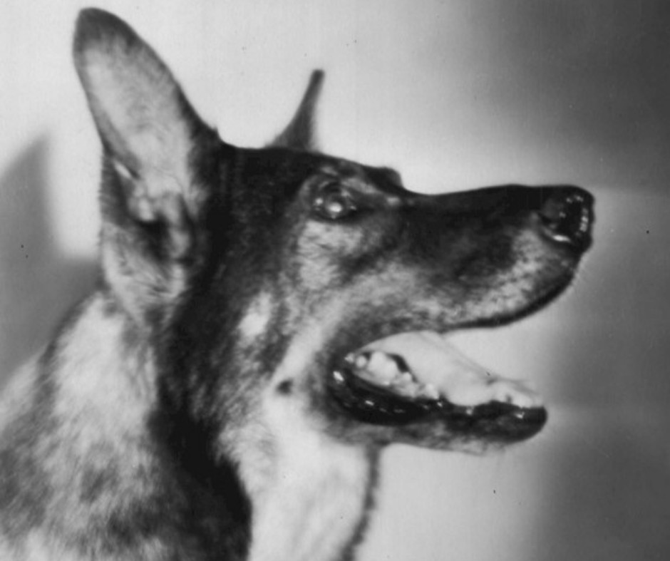 The actor dog Rin-Tin-Tin