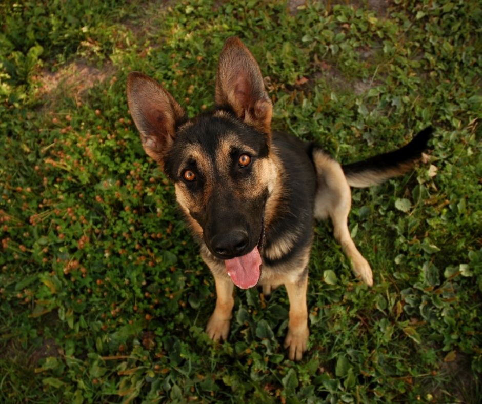 A German Shepherd puppy being taught sit