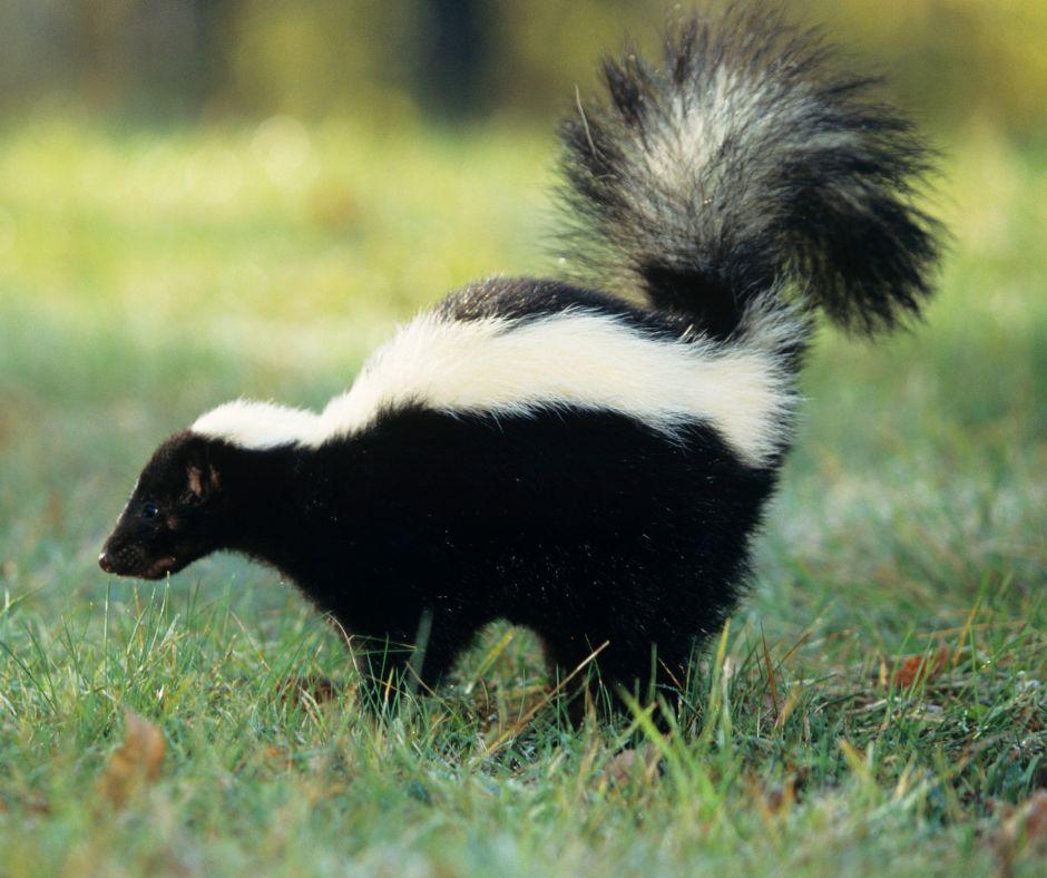 Skunk-Spray