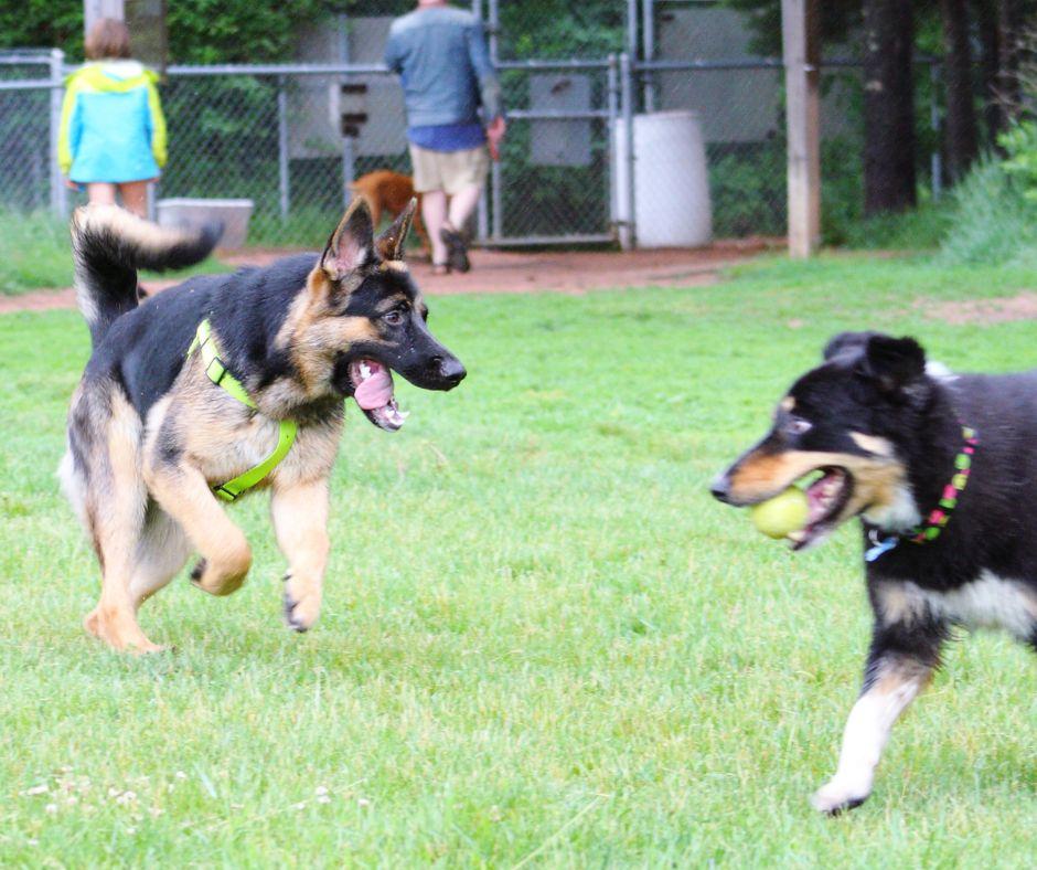 Take-Them-To-A-Dog-Park