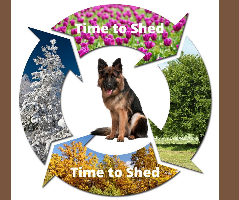 Which-months-do-German-Shepherds-shed