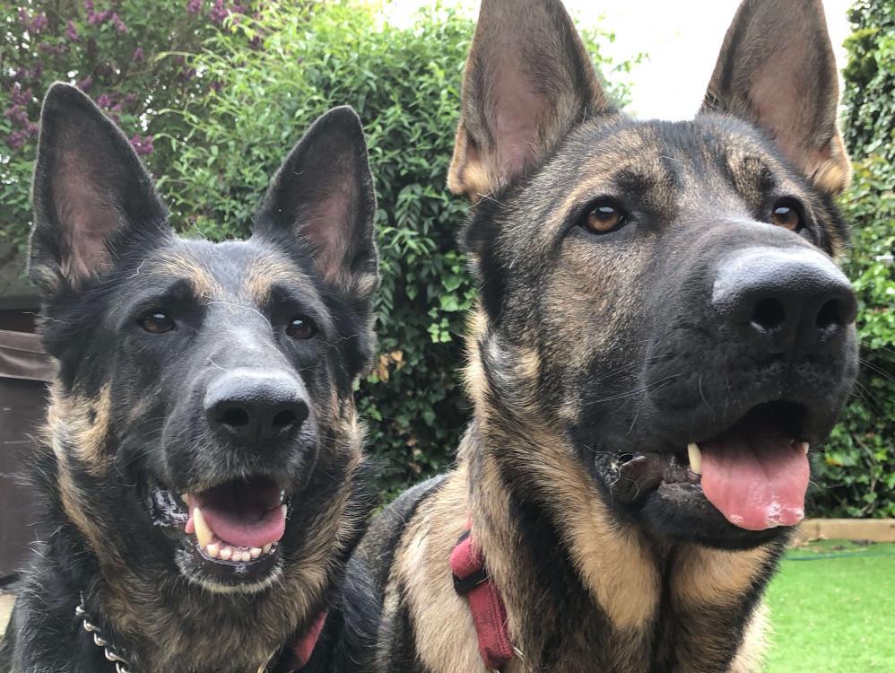 Bella and Cody - GSD Pets