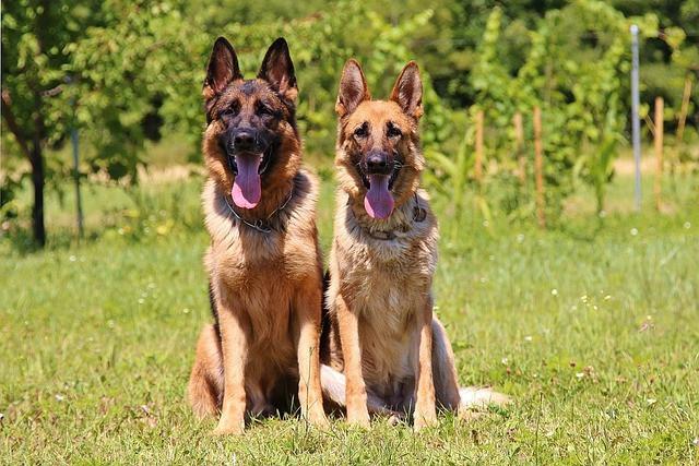 A male-and-female-German-Shepherd