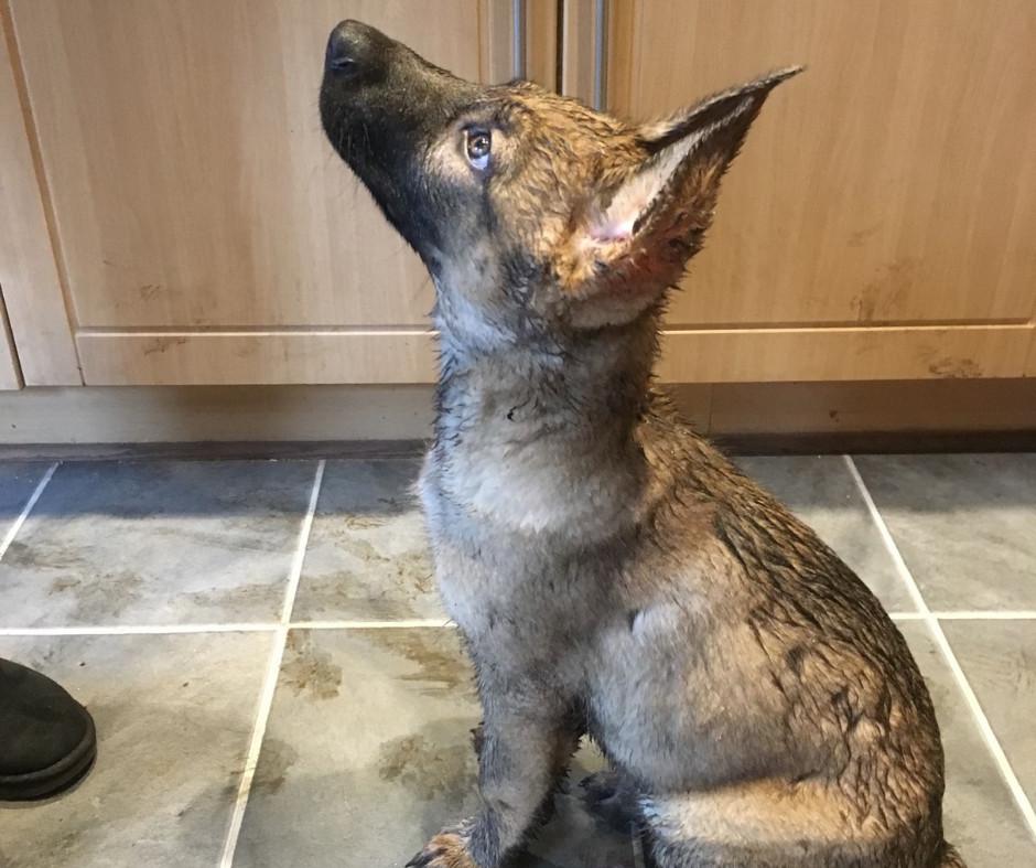 GSD Pets muddy puppy Cody