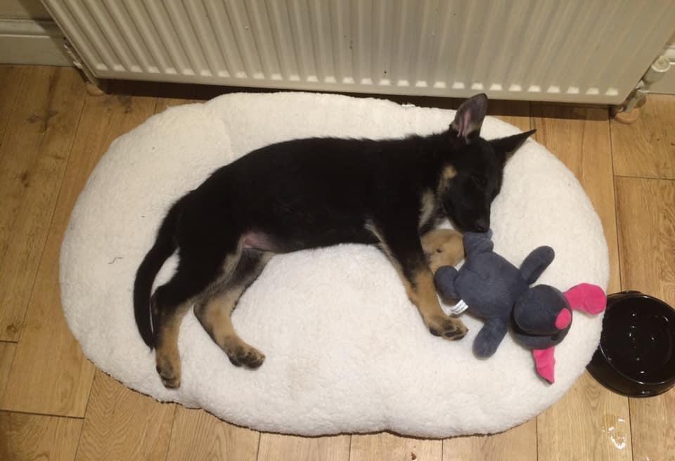 GSD Pets bella as a puppy