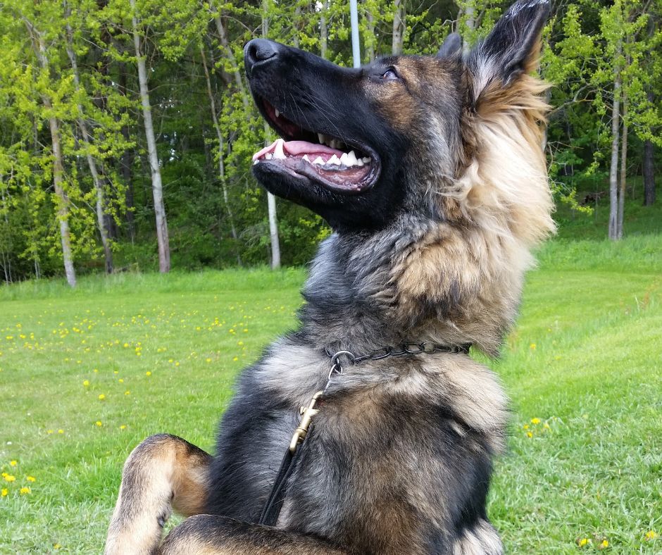 A Young Adolescent German Shepherd