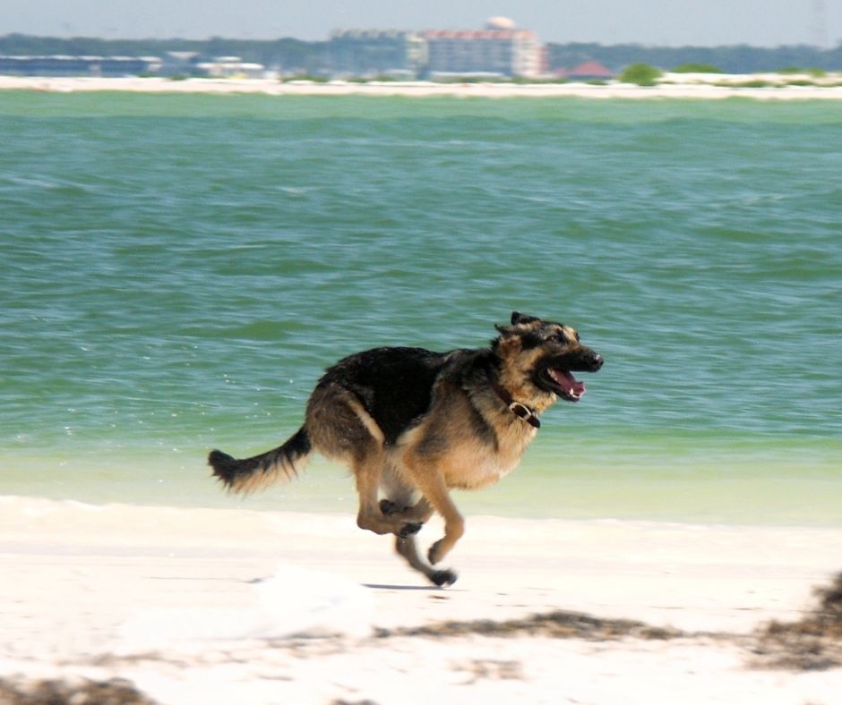 German Shepherd running on a beach.