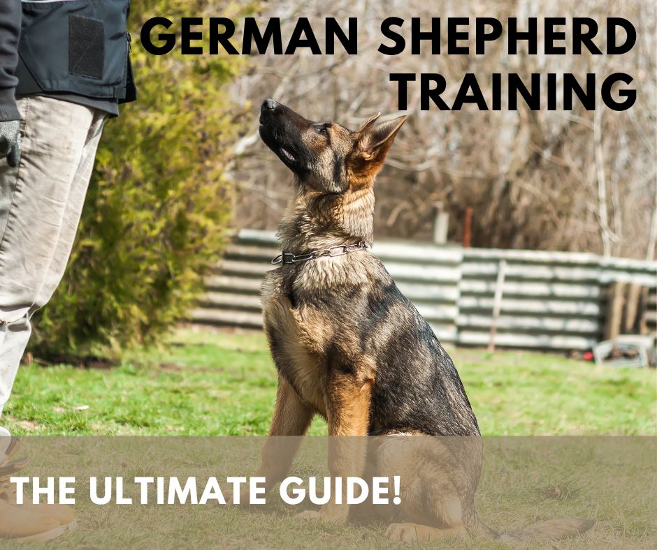 German Shepherd Training