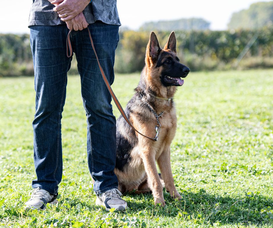 Leash training a German Shepherd