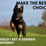 Should I Get A German Shepherd?