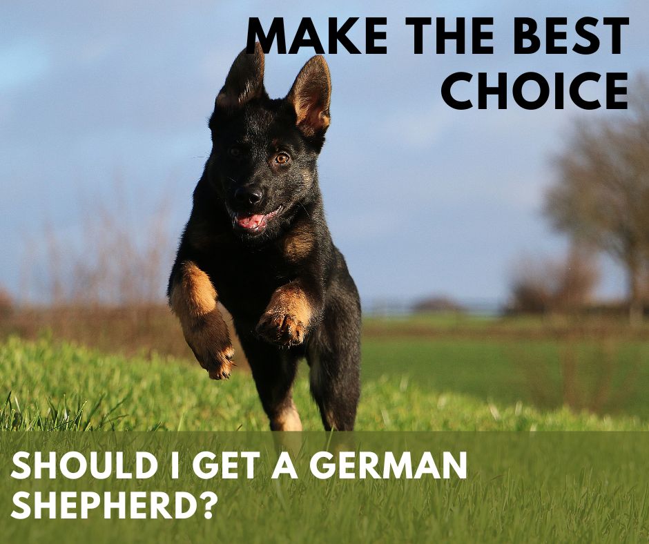 Should I Get A German Shepherd?