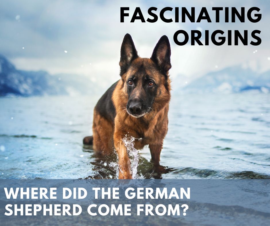 Where did the German Shepherd come from?